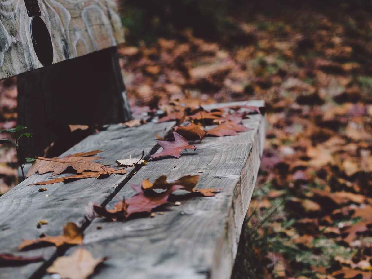 Son Yaprağın Altında